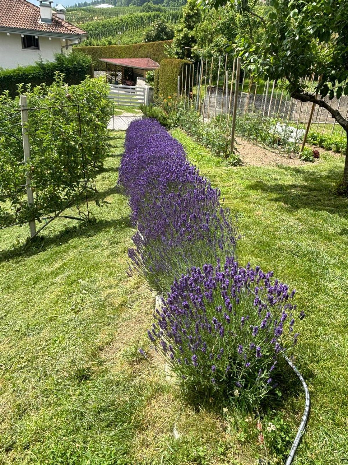 Il Nido Del Peller Daire Cles Dış mekan fotoğraf
